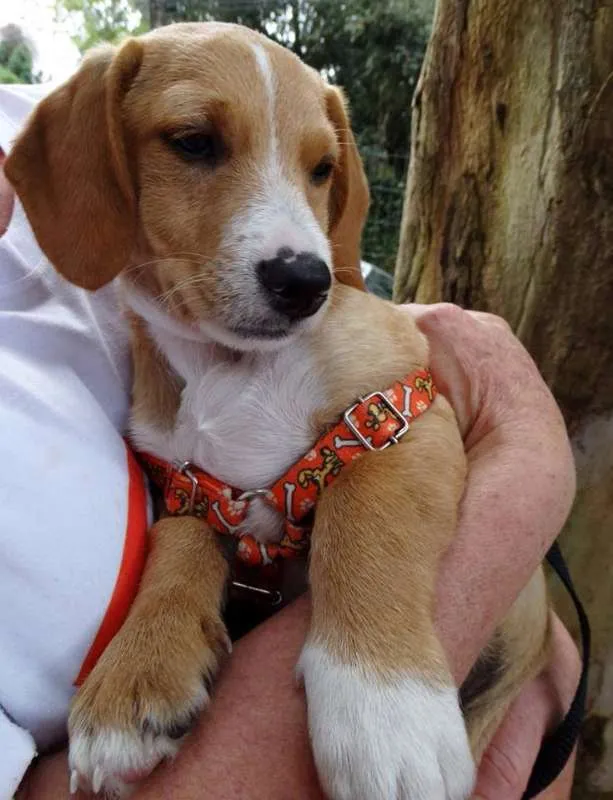 Cachorro ra a srd idade 2 a 6 meses nome Tandy