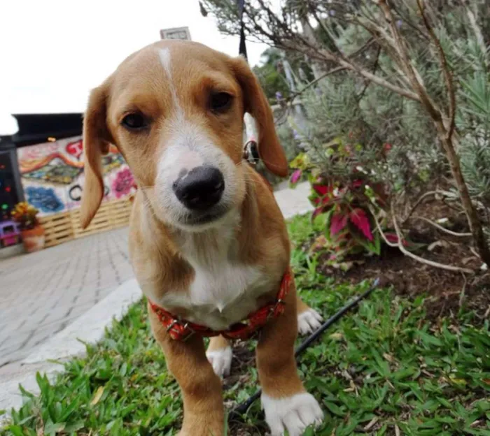 Cachorro ra a srd idade 2 a 6 meses nome Tandy