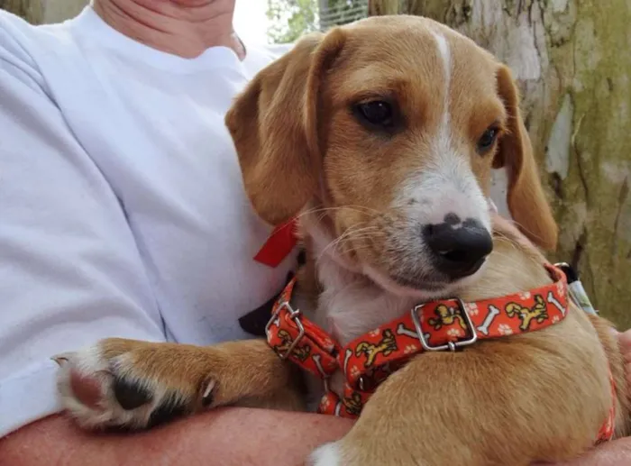 Cachorro ra a srd idade 2 a 6 meses nome Tandy