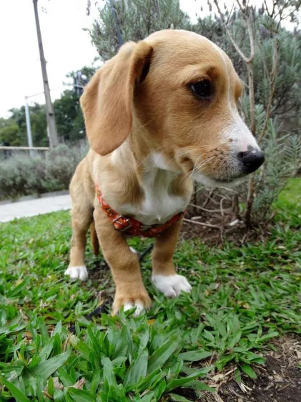 Cachorro ra a srd idade 2 a 6 meses nome Tandy