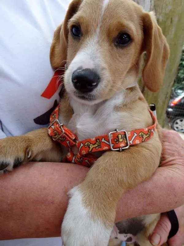 Cachorro ra a srd idade 2 a 6 meses nome Tandy