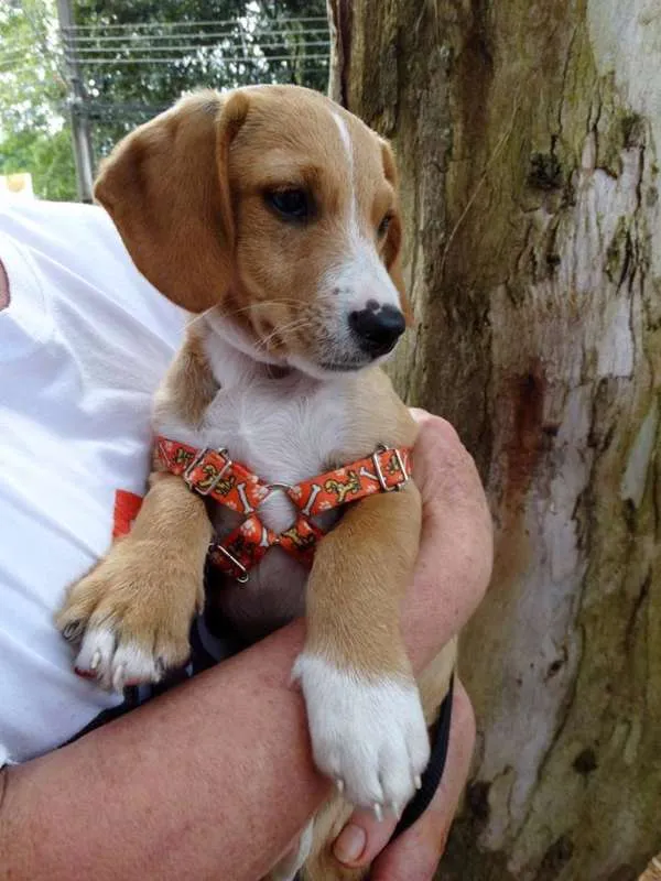 Cachorro ra a srd idade 2 a 6 meses nome Tandy