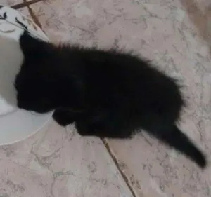 Gato raça  idade Abaixo de 2 meses nome Não tem ainda