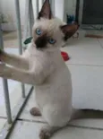 Pierrita