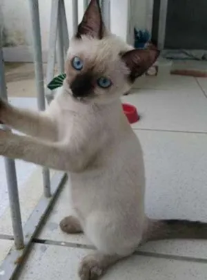 Gato raça Siamês idade 2 a 6 meses nome Pierrita