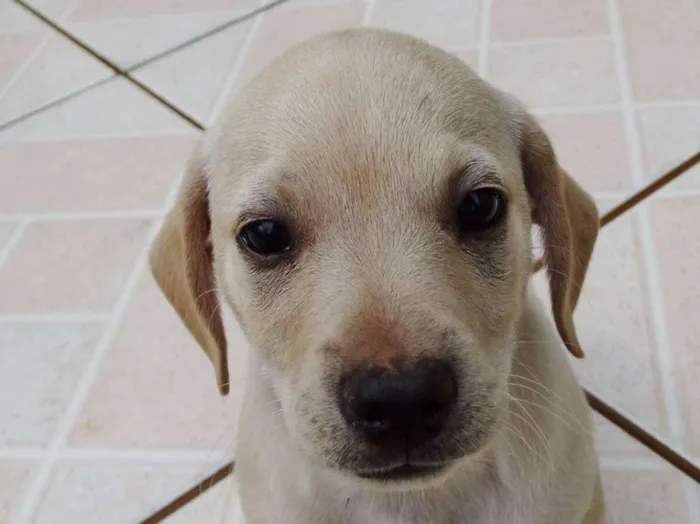 Cachorro ra a SRD idade 2 a 6 meses nome Talles
