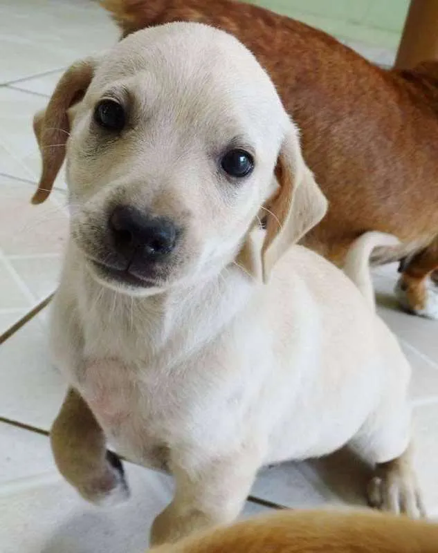 Cachorro ra a SRD idade 2 a 6 meses nome Talles