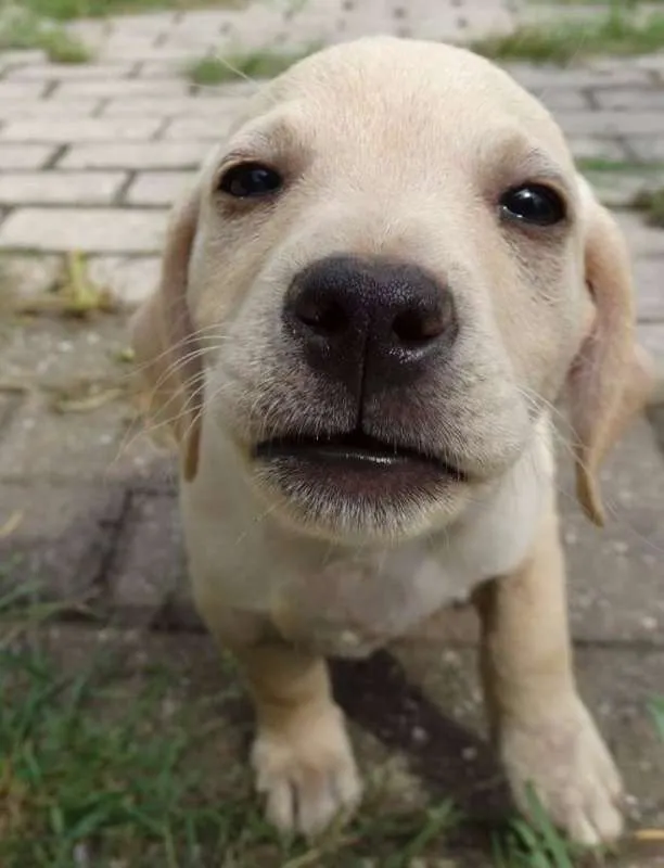 Cachorro ra a SRD idade 2 a 6 meses nome Talles
