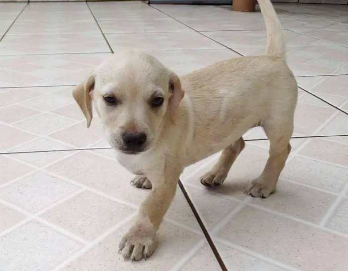 Cachorro ra a SRD idade 2 a 6 meses nome Talles