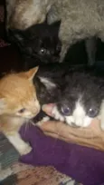 GATINHOS