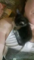 GATINHOS