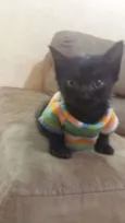 GATINHOS
