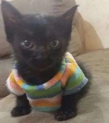 Gato ra a SND idade Abaixo de 2 meses nome GATINHOS