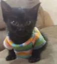 GATINHOS