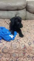 BORIS