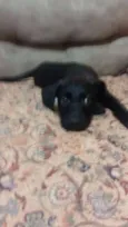 BORIS