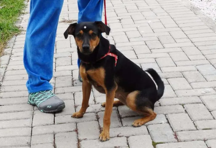 Cachorro ra a SRD idade 1 ano nome Vitória