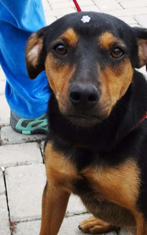 Cachorro ra a SRD idade 1 ano nome Vitória