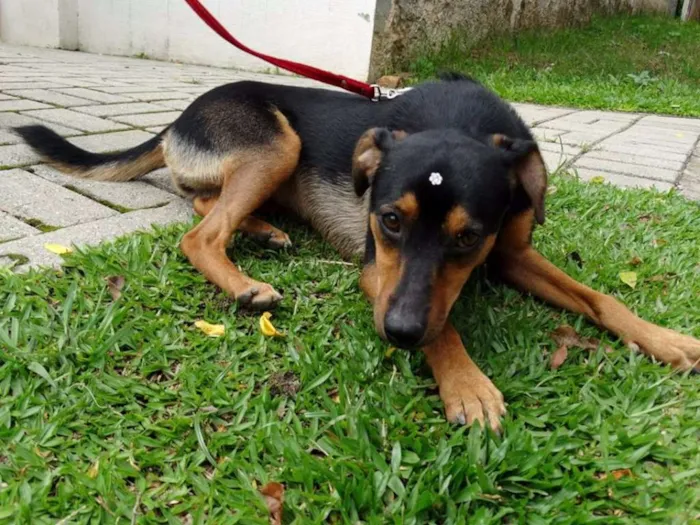 Cachorro ra a SRD idade 1 ano nome Vitória