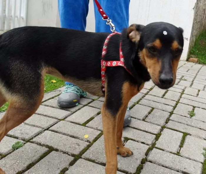 Cachorro ra a SRD idade 1 ano nome Vitória