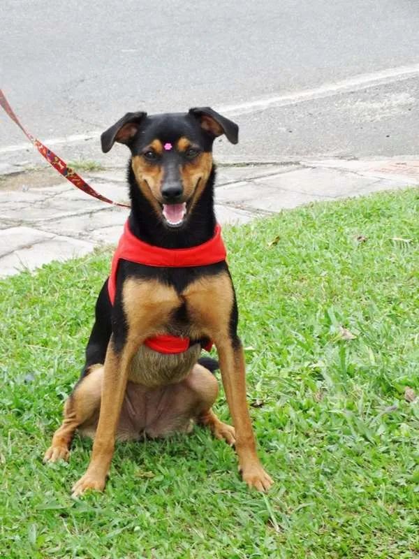 Cachorro ra a SRD idade 1 ano nome Vitória