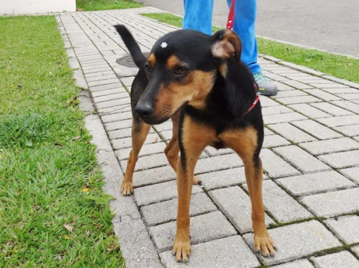 Cachorro ra a SRD idade 1 ano nome Vitória
