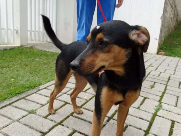 Cachorro ra a SRD idade 1 ano nome Vitória