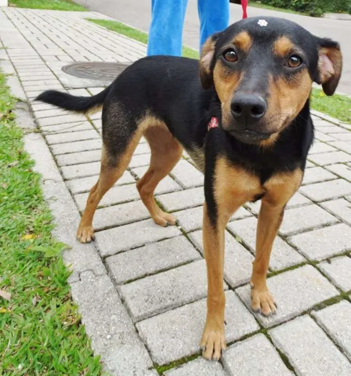 Cachorro ra a SRD idade 1 ano nome Vitória