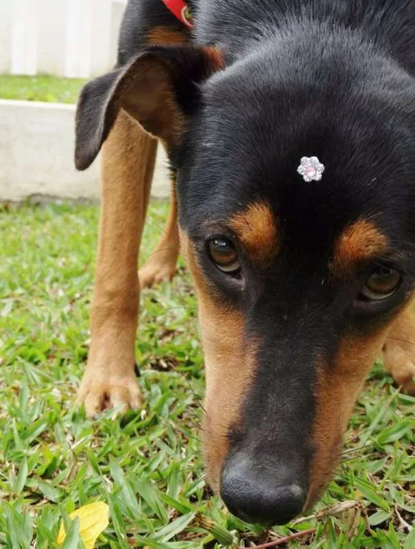 Cachorro ra a SRD idade 1 ano nome Vitória