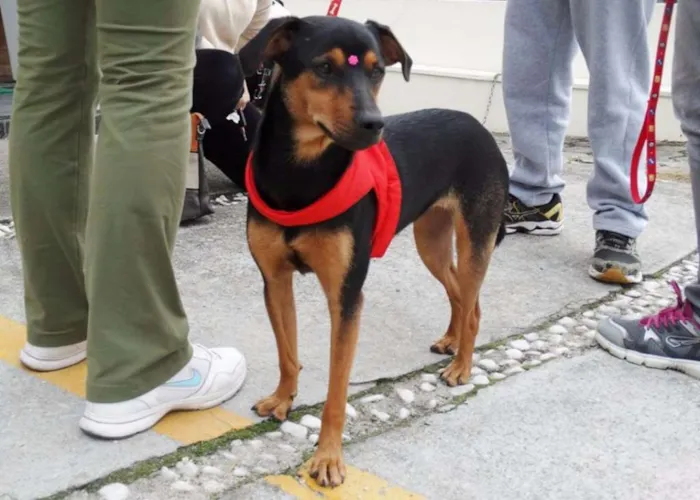 Cachorro ra a SRD idade 1 ano nome Vitória