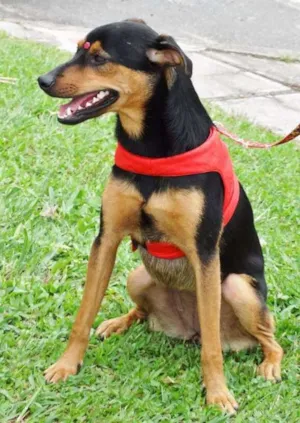 Cachorro raça SRD idade 1 ano nome Vitória
