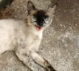 A inquilina