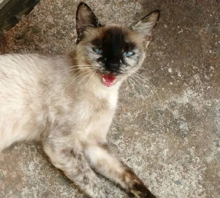Gato ra a Nao sei idade 7 a 11 meses nome A inquilina