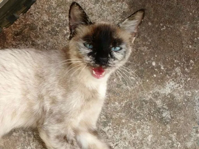 Gato ra a Nao sei idade 7 a 11 meses nome A inquilina