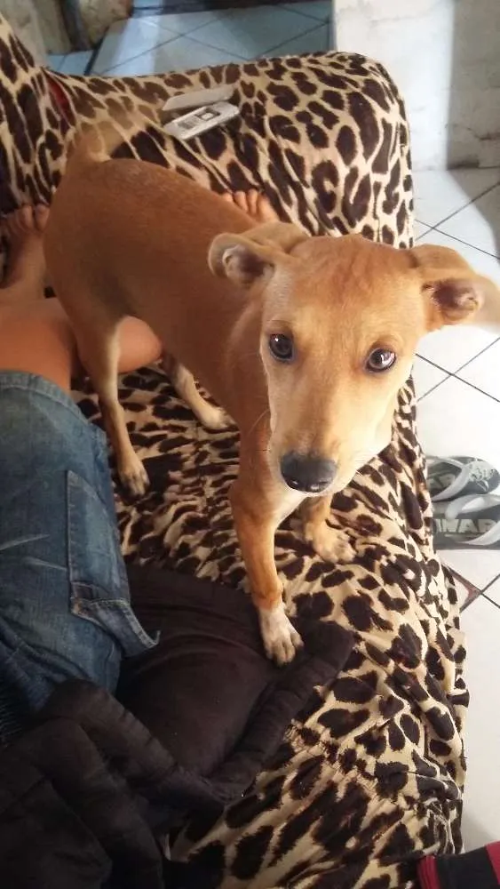 Cachorro ra a Viralata idade 2 a 6 meses nome Laila