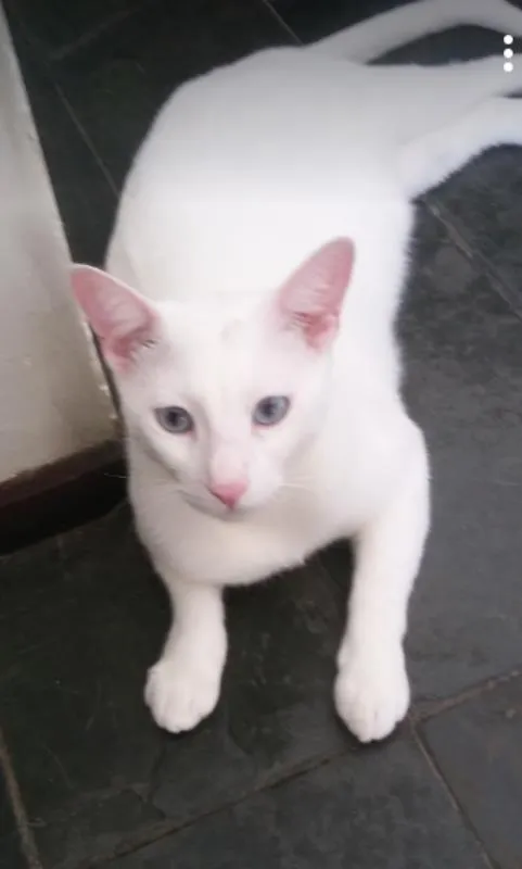 Gato raça SRD idade 7 a 11 meses nome Cobertura GRATIFICA