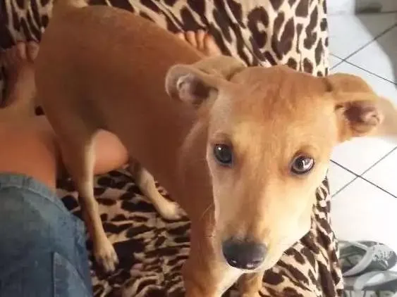 Cachorro ra a Viralata idade 2 a 6 meses nome Laila