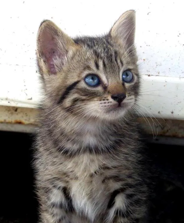 Gato ra a  idade Abaixo de 2 meses nome sem nome definido