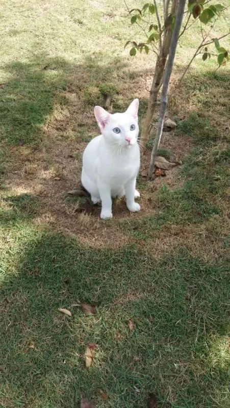 Gato raça SRD idade 7 a 11 meses nome Cobertura GRATIFICA