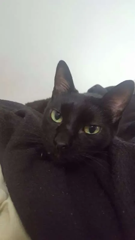 Gato ra a SRD idade 3 anos nome Zico