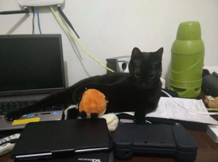 Gato ra a SRD idade 3 anos nome Zico