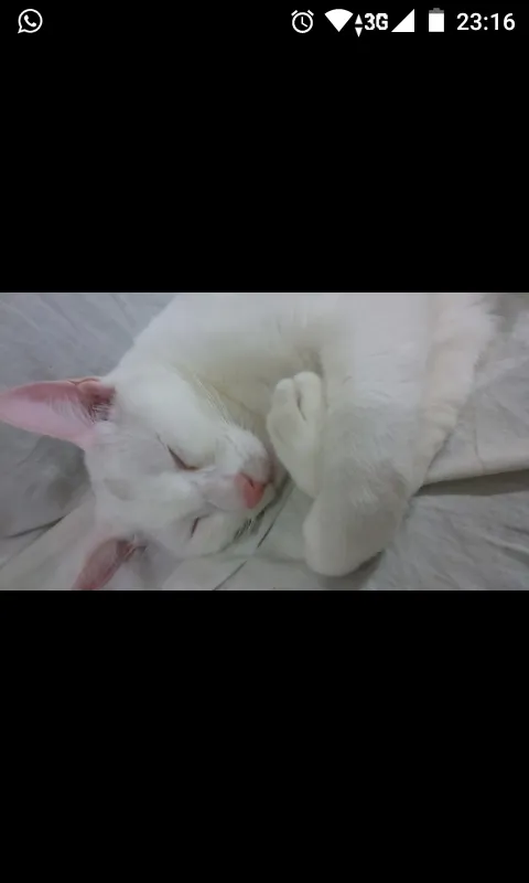 Gato raça SRD idade 7 a 11 meses nome Cobertura GRATIFICA