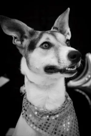 Cachorro raça SRD idade 2 anos nome Mayla
