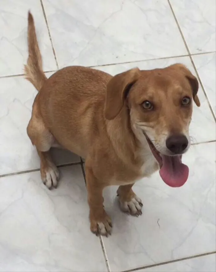 Cachorro ra a Vira-lata idade 7 a 11 meses nome Lessie 