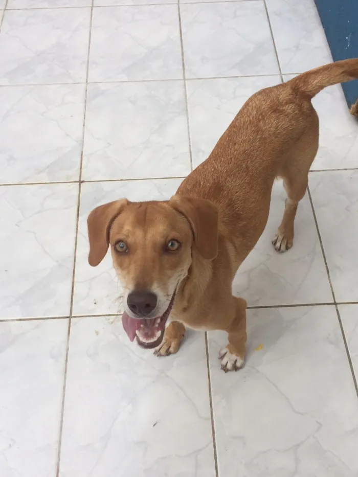Cachorro ra a Vira-lata idade 7 a 11 meses nome Lessie 