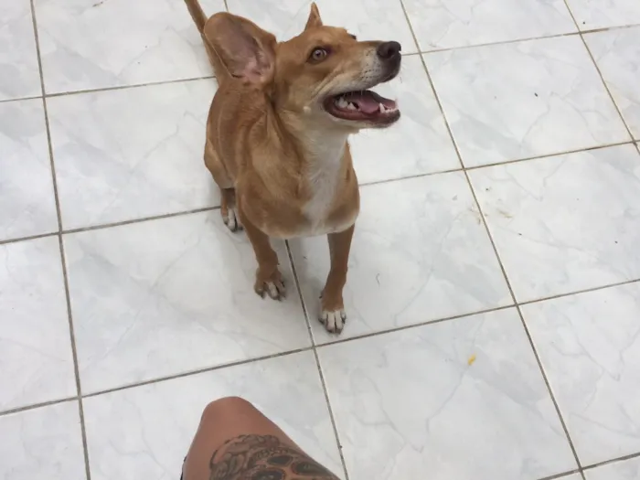Cachorro ra a Vira-lata idade 7 a 11 meses nome Lessie 