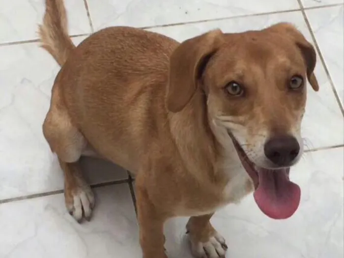 Cachorro ra a Vira-lata idade 7 a 11 meses nome Lessie 
