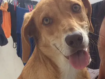Cachorro ra a Vira-lata idade 7 a 11 meses nome Lessie 