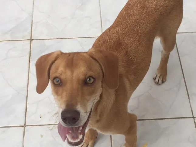 Cachorro ra a Vira-lata idade 7 a 11 meses nome Lessie 