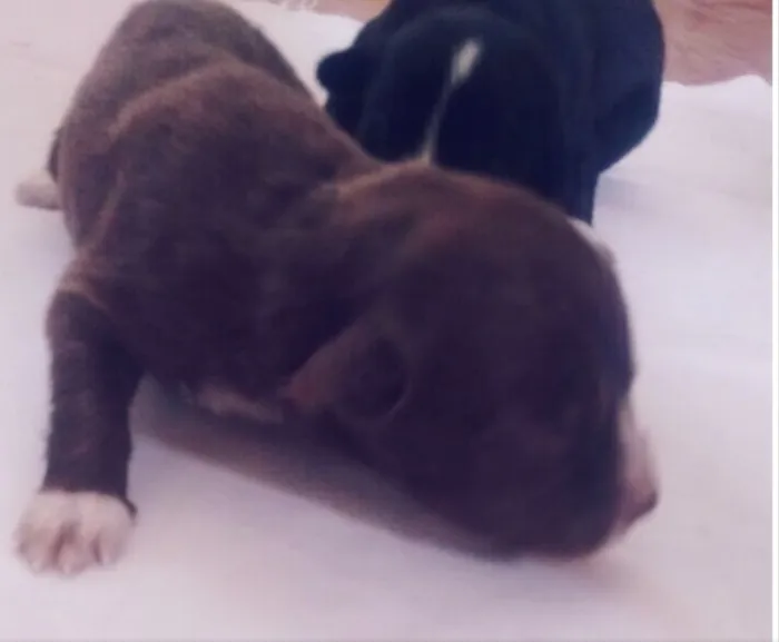 Cachorro ra a Vira-lata  idade Abaixo de 2 meses nome Cachorro